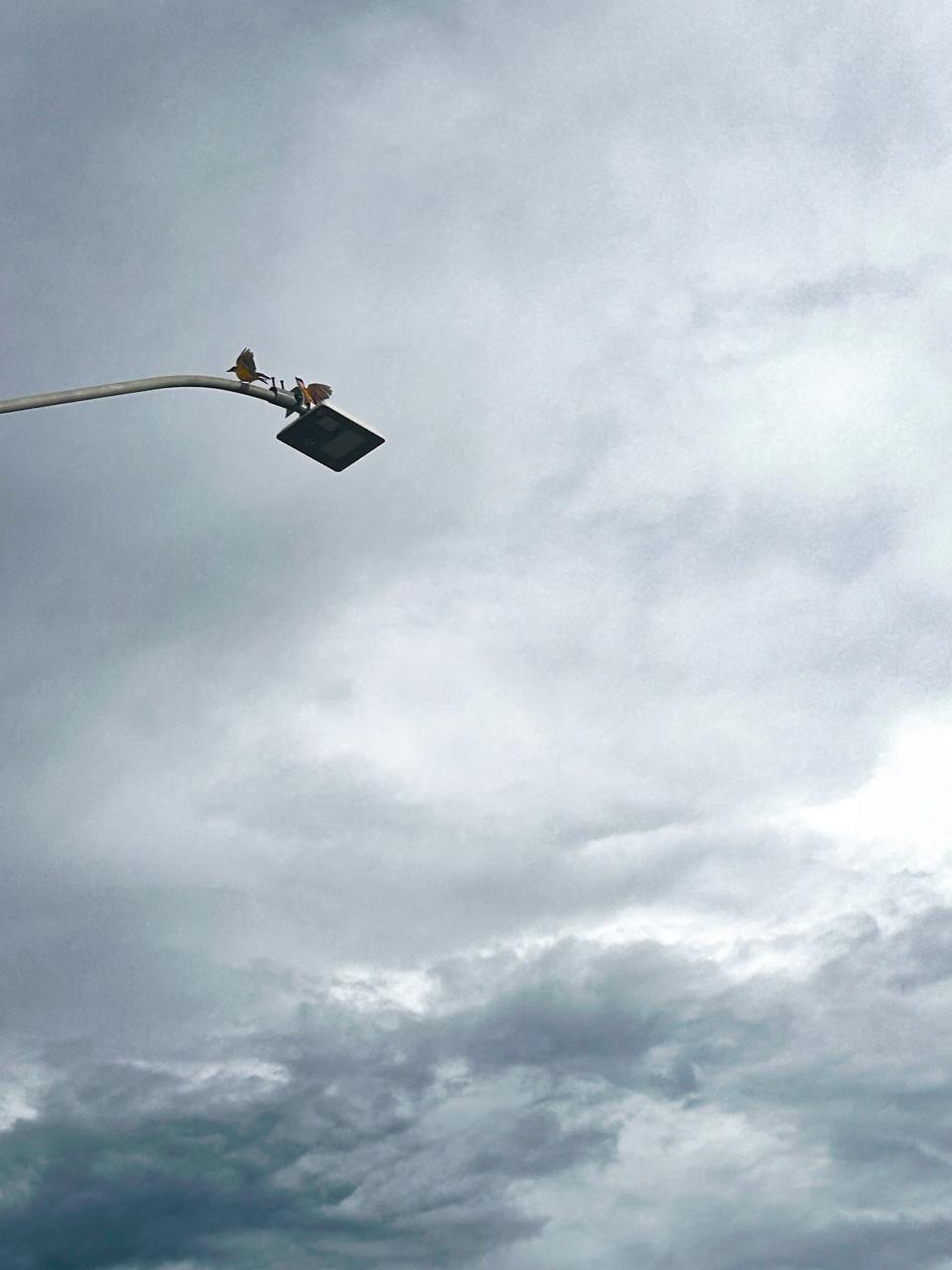 Fotografia de um céu nublado em tons suaves de cinza e azul claro, ocupando todo o fundo da imagem. No canto superior esquerdo, aparece o braço de um poste com uma luminária pública, sendo o único elemento de presença humana na cena. Sobre essa estrutura, dois pássaros de pequeno porte estão pousados. Um deles está com a asa aberta, sugerindo um movimento leve, como se estivesse em uma dança ou brincadeira; na abertura da asa, veem-se discretamente tons amarelados. As aves contrastam com o céu nublado. A cena evoca tranquilidade e evidencia a beleza sutil do cotidiano das aves na paisagem urbana, visível nesse poste de iluminação pública.